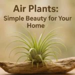 Air Plants: Simple Beauty for Your Home