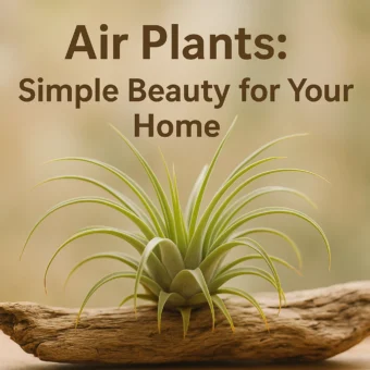 Air Plants: Simple Beauty for Your Home